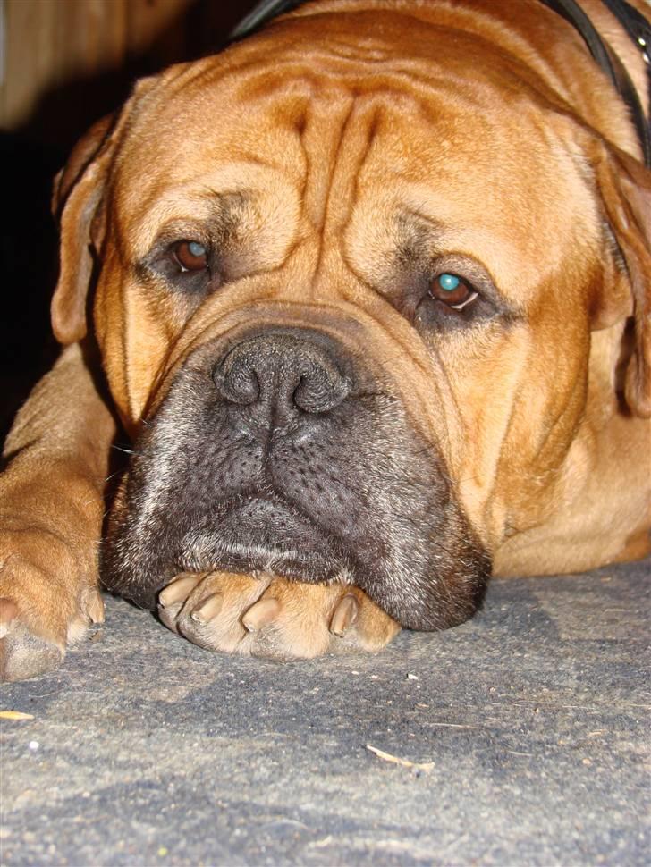 Bullmastiff Bonzo billede 8
