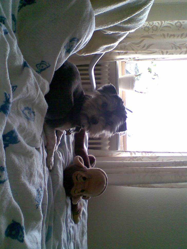 Bichon havanais sir Cody - godt jeg har en dyne til at varme mig billede 4