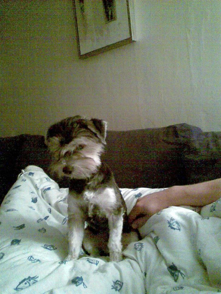 Bichon havanais sir Cody billede 5