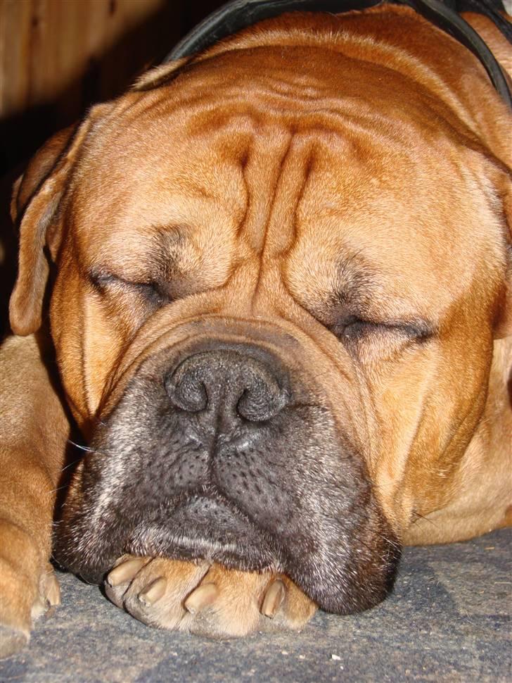 Bullmastiff Bonzo billede 9
