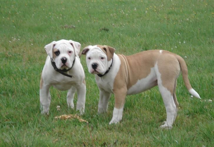 Amerikansk bulldog Lucy Lui - Lucy & Søster billede 2