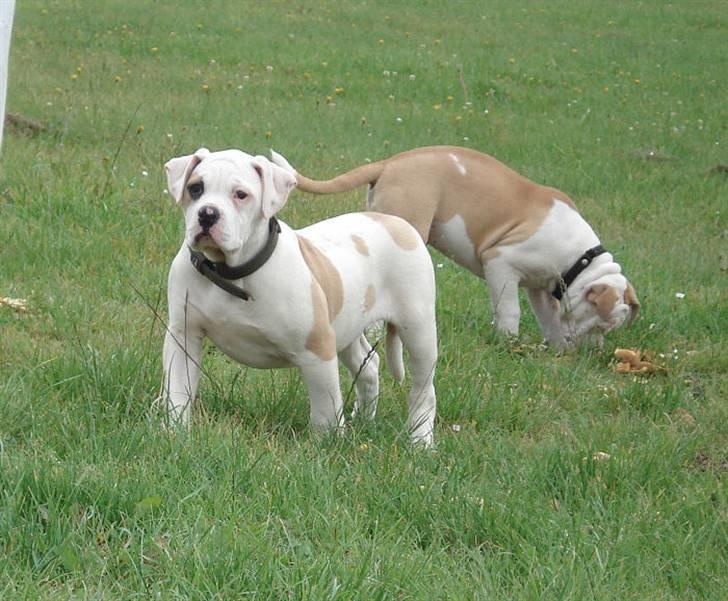 Amerikansk bulldog Lucy Lui - Lucy & Søster 2 billede 3