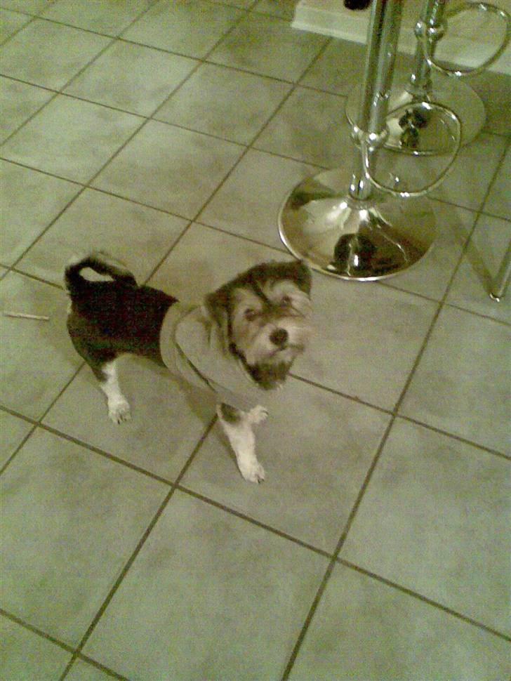 Bichon havanais sir Cody billede 6