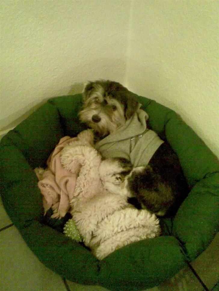 Bichon havanais sir Cody billede 7