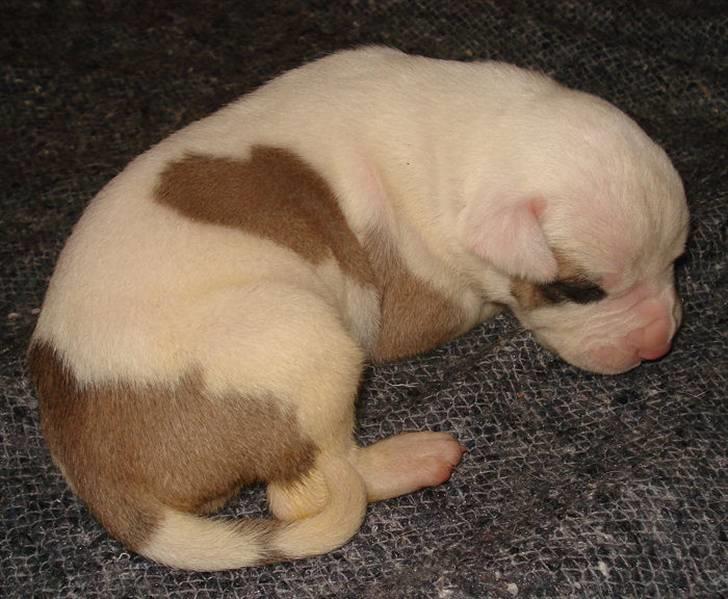 Amerikansk bulldog Lucy Lui - Baby Lucy billede 4