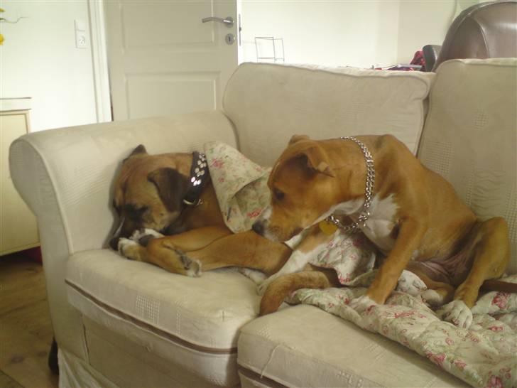 Blanding af racer Odin billede 9