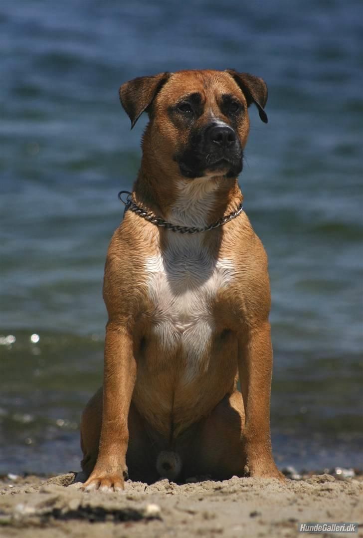 Blanding af racer Odin billede 10