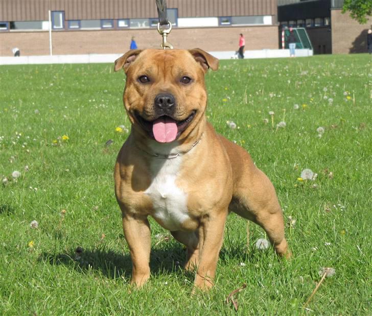 Staffordshire bull terrier Rocky (Dailo's Passion) billede 1