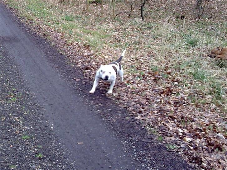 Staffordshire bull terrier Freja (Liza Kabri) billede 3