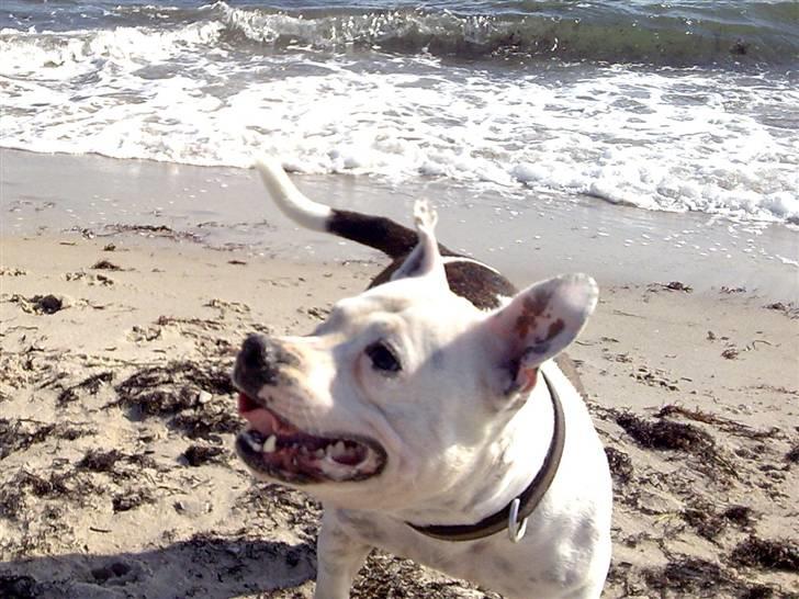 Staffordshire bull terrier Freja (Liza Kabri) billede 4