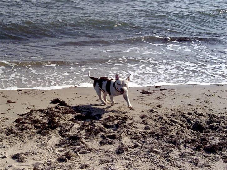 Staffordshire bull terrier Freja (Liza Kabri) billede 5