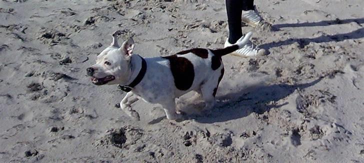 Staffordshire bull terrier Freja (Liza Kabri) billede 6