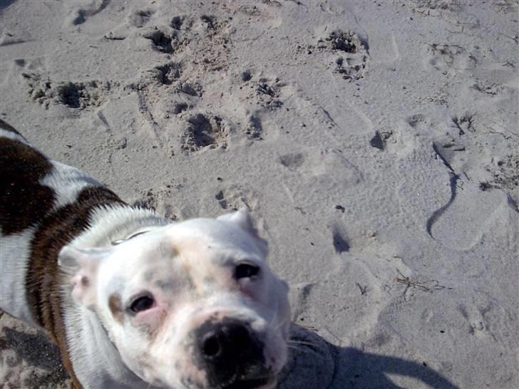 Staffordshire bull terrier Freja (Liza Kabri) billede 7