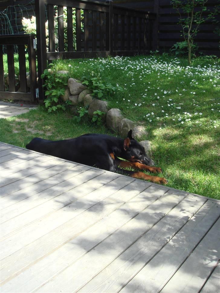 Dobermann Dalí - Gilleleje sommerhus billede 3