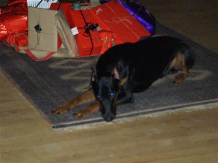 Dobermann Dalí - Julen 2008 - 1 år  billede 4