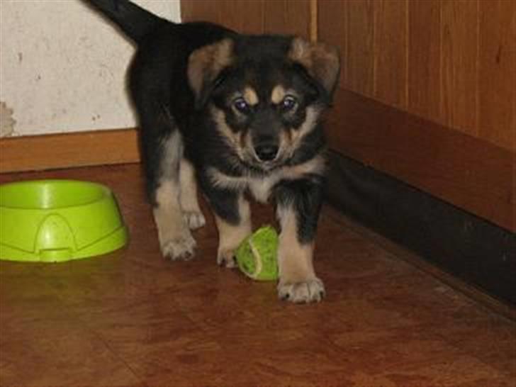 Alaskan malamute denali sunrise kald: desi - store drengen nu 6½uge gammel og ca. 6,7 kg billede 14