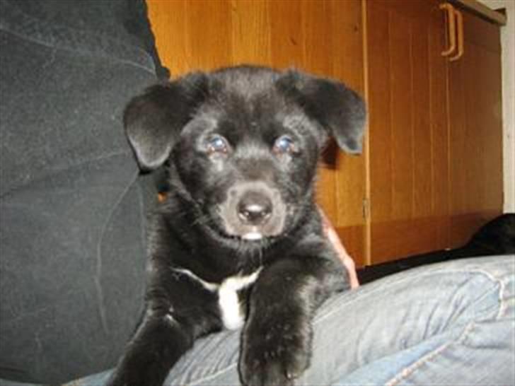 Alaskan malamute denali sunrise kald: desi - store pigen nu 6½ uge gammel og ca. 6,3 kg billede 15