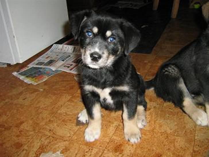 Alaskan malamute denali sunrise kald: desi - lille pigen nu 6½ uge gammel og ca 6kg. billede 16