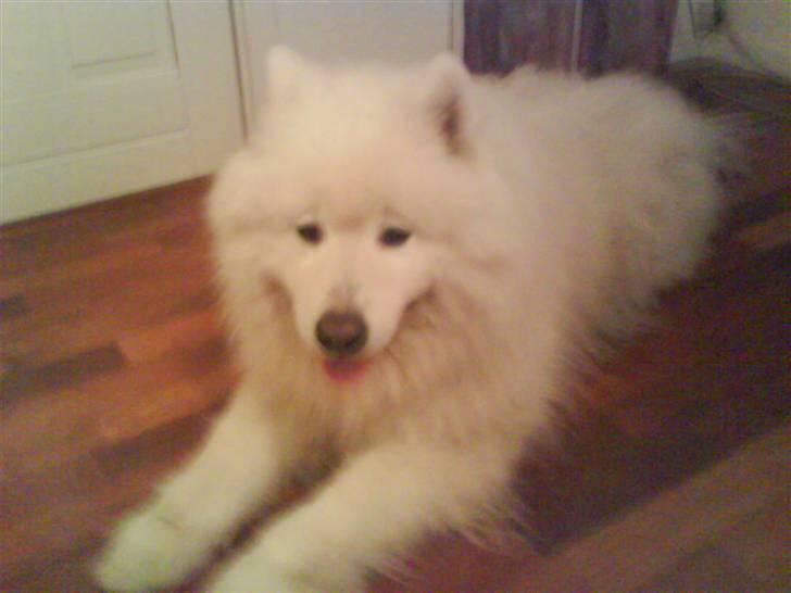 Samojedhund Chang billede 1