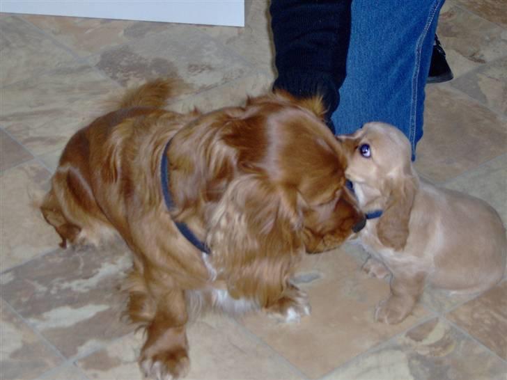 Blanding af racer Max min elskede Himmelhund - Okay nu min mor og far har taget en lille ny hund med hjem - hvad pokker skal den her? Nu var jeg lige Konge af Huset???? billede 13