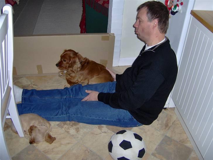 Blanding af racer Max min elskede Himmelhund - Uha vi er trætte - det er hårdt at få en lille legekammerat ind i huset. billede 14