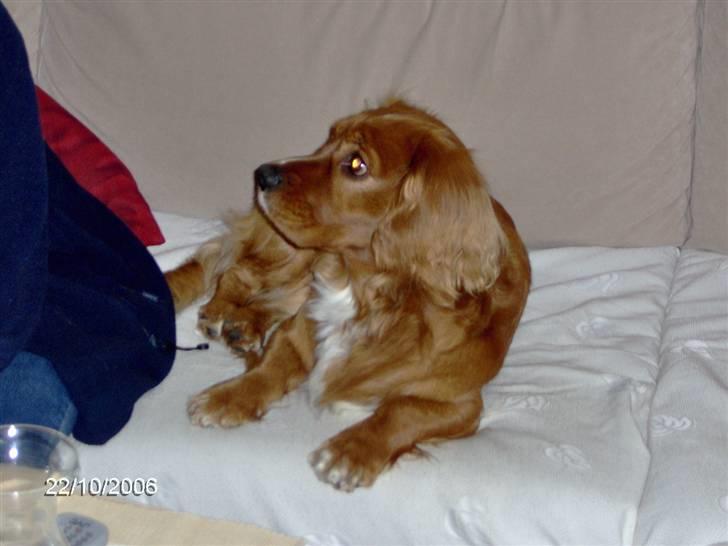 Blanding af racer Max min elskede Himmelhund - Hej mor - gider du ikke godt lige nulre mig lidt bag ørerne? billede 16