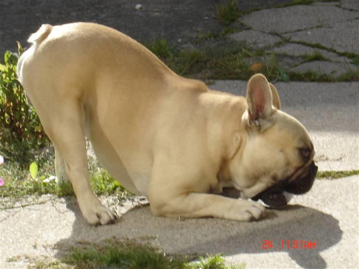 Fransk bulldog Albert (Himmelhund) billede 19