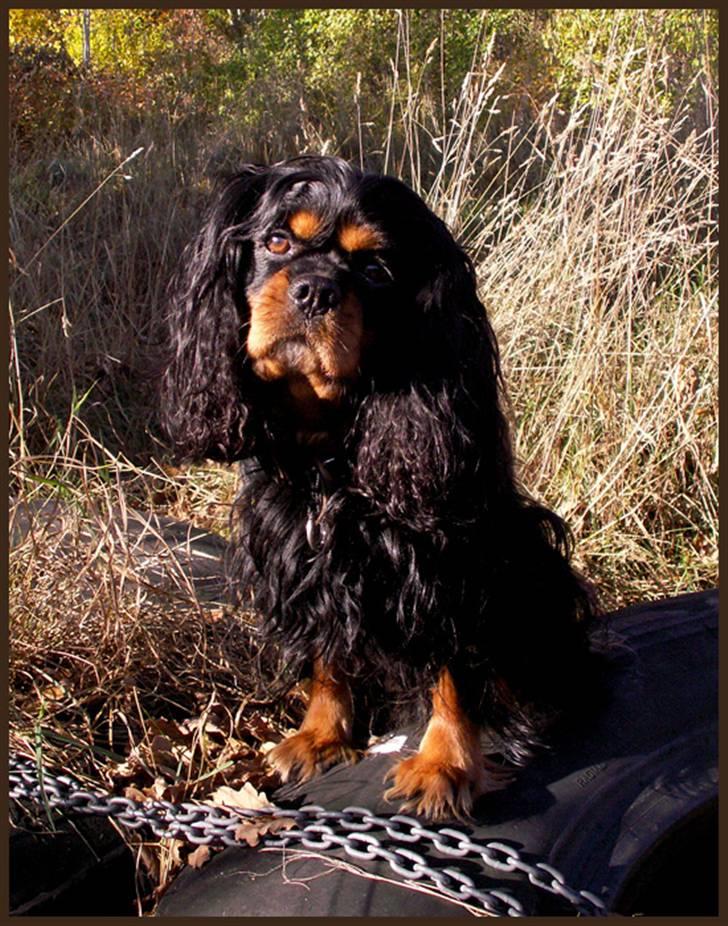 Cavalier king charles spaniel Bino billede 1
