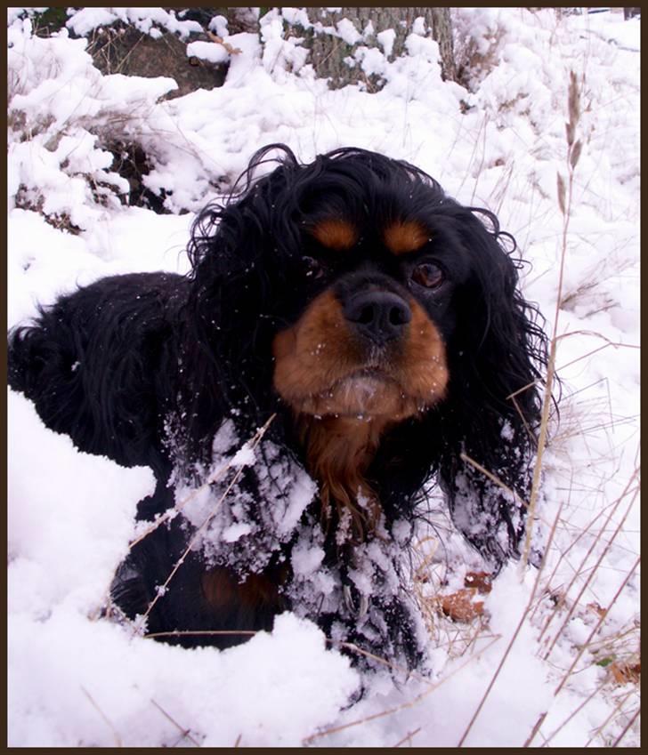 Cavalier king charles spaniel Bino billede 2