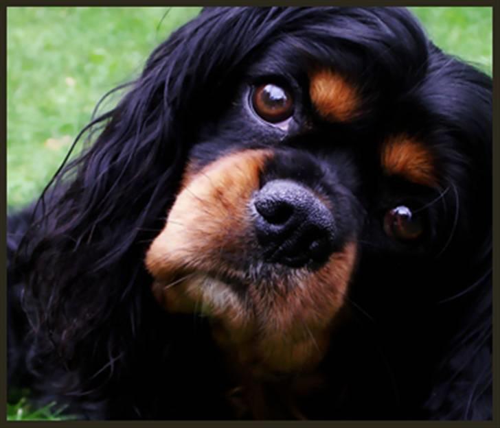 Cavalier king charles spaniel Bino billede 3