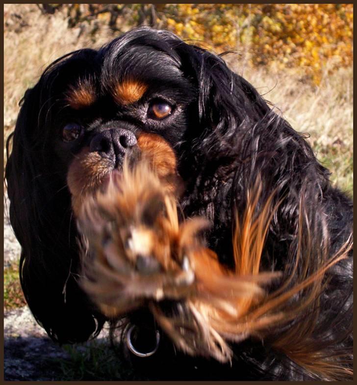 Cavalier king charles spaniel Bino billede 4