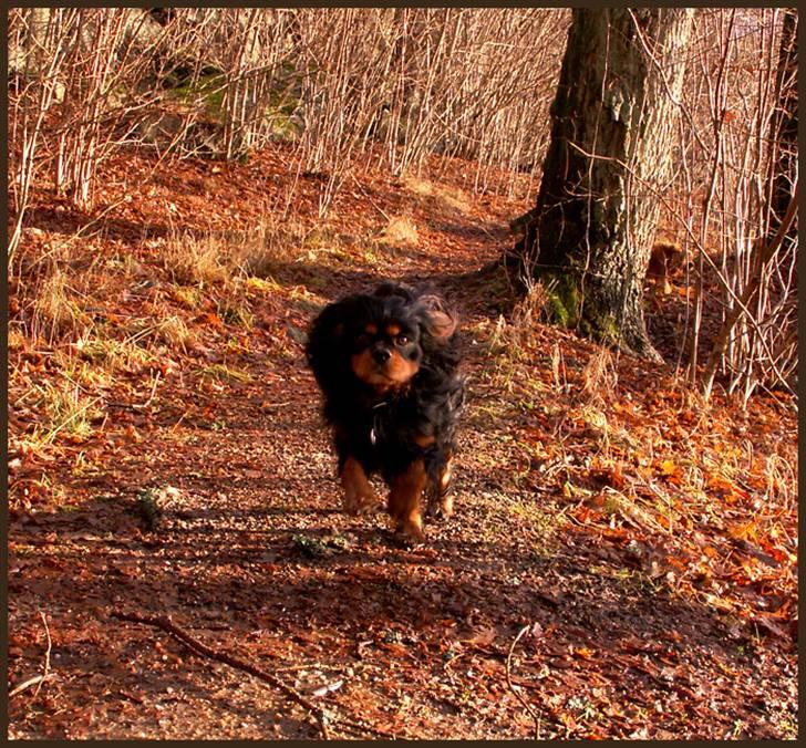Cavalier king charles spaniel Bino billede 5