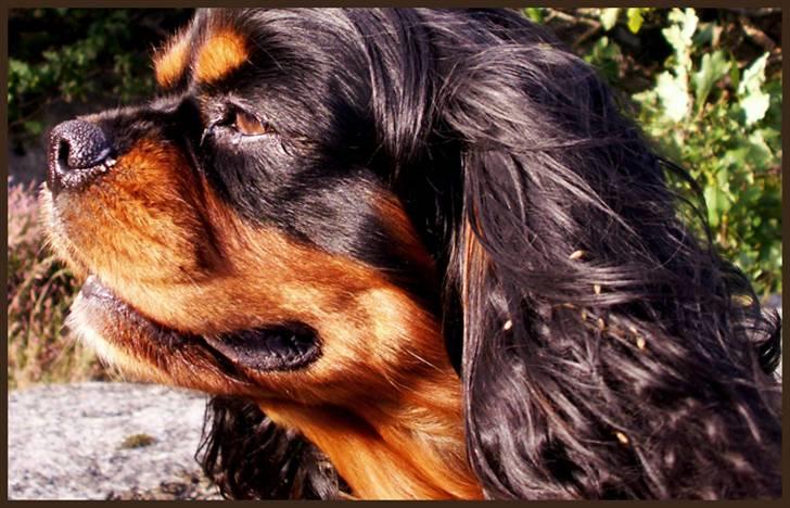 Cavalier king charles spaniel Bino billede 6