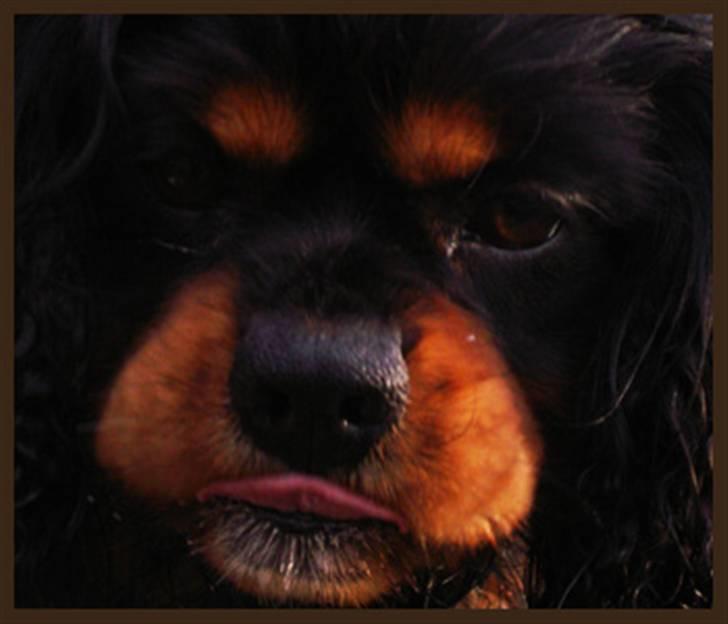 Cavalier king charles spaniel Bino billede 7