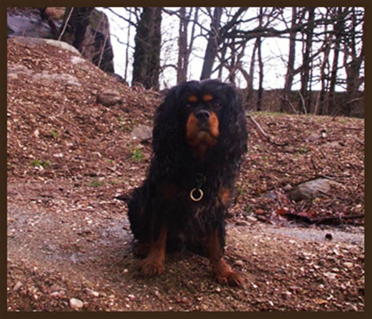 Cavalier king charles spaniel Bino billede 8