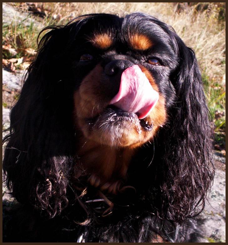 Cavalier king charles spaniel Bino billede 9