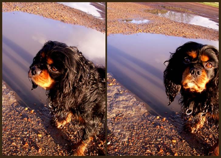 Cavalier king charles spaniel Bino billede 10