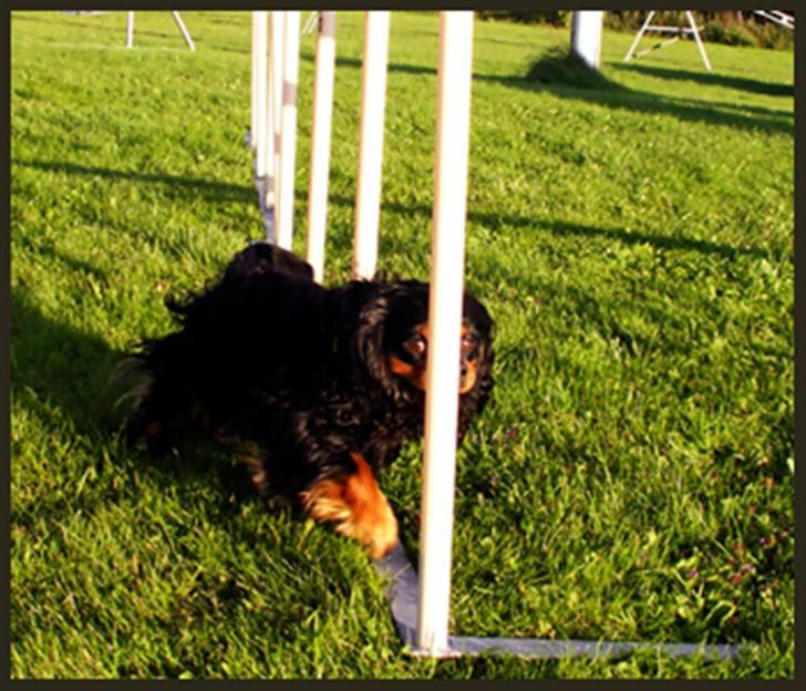 Cavalier king charles spaniel Bino billede 11