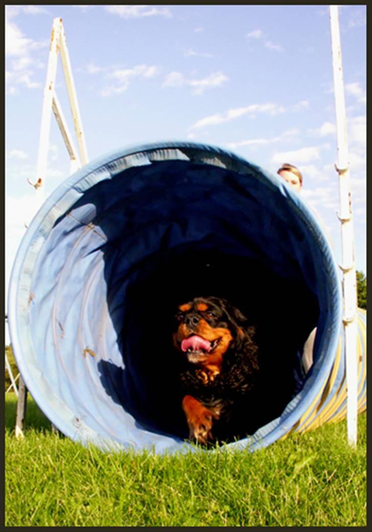 Cavalier king charles spaniel Bino billede 12