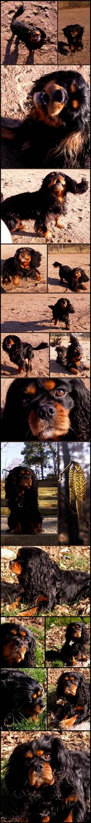 Cavalier king charles spaniel Bino billede 13