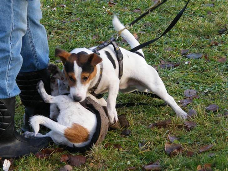 Jack russell terrier Illum's Eskild - fotograf Michael  Varding-Hasse billede 12