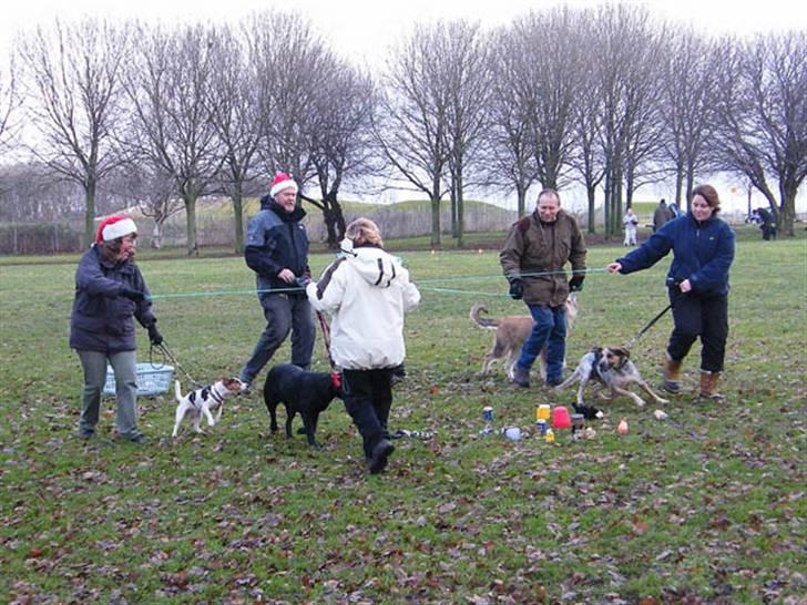 Jack russell terrier Illum's Eskild - fotograf Michael Varding-Hasse  billede 13