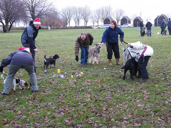 Jack russell terrier Illum's Eskild - fotograf Michael Varding-Hasse  billede 14
