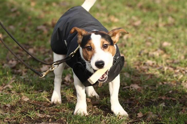 Jack russell terrier Illum's Eskild - fotograf Michael Varding-Hasse  billede 15