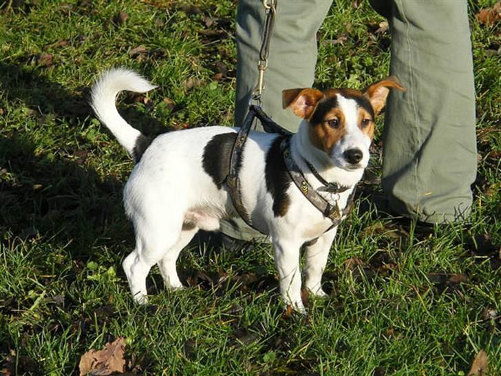 Jack russell terrier Illum's Eskild - fotograf Michael Varding-Hasse  billede 16