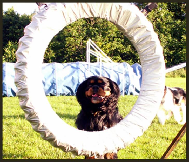 Cavalier king charles spaniel Bino billede 14