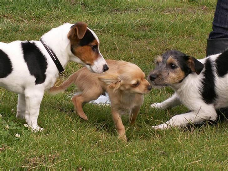 Jack russell terrier Illum's Eskild - fotograf Michael Varding-Hasse  billede 17