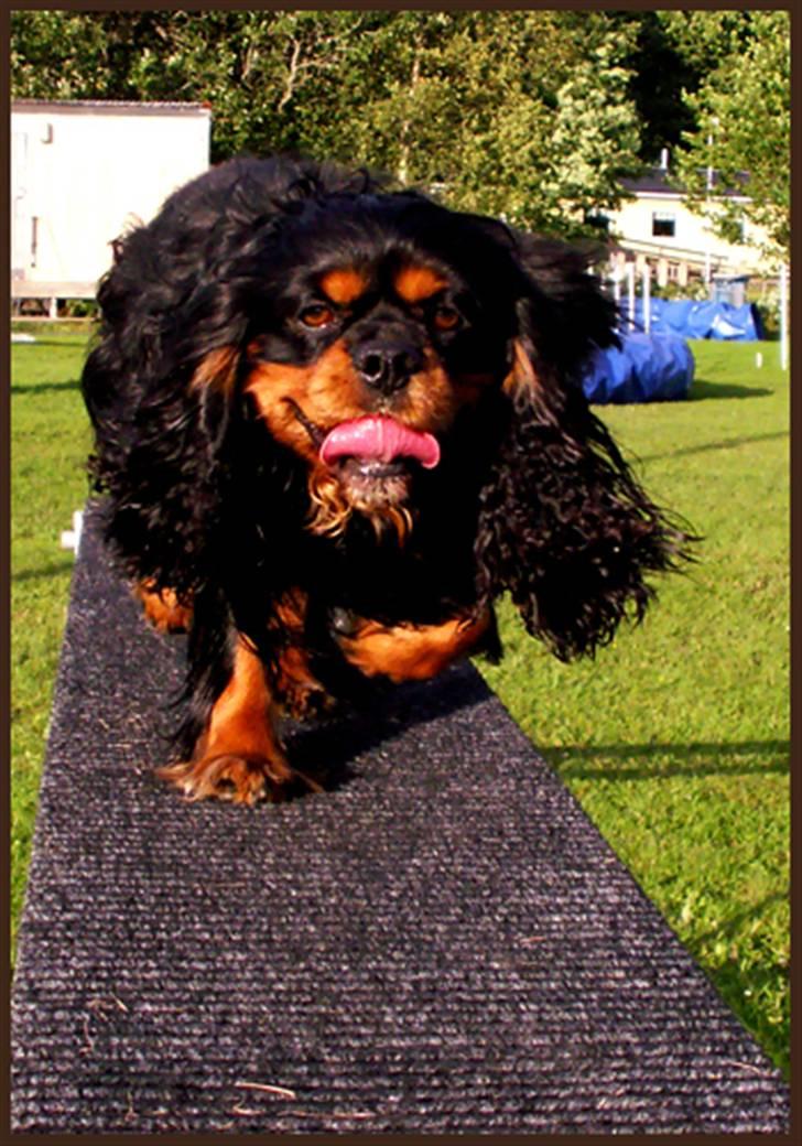 Cavalier king charles spaniel Bino billede 15