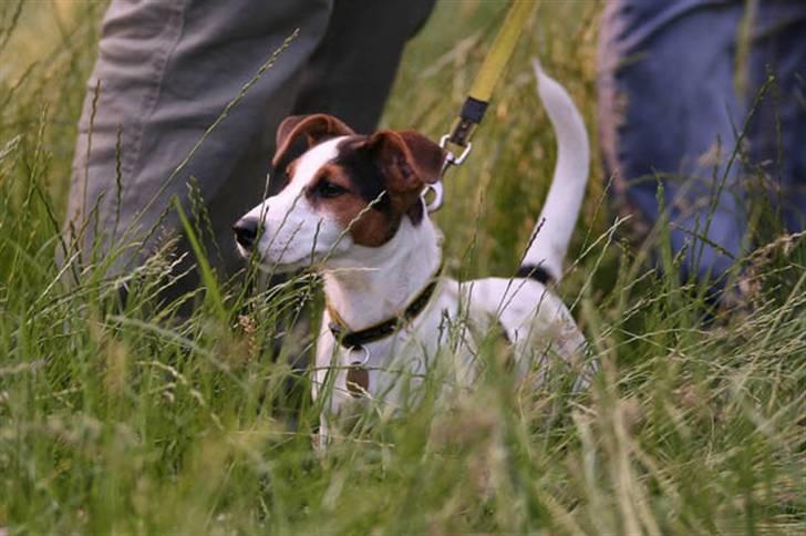 Jack russell terrier Illum's Eskild - fotograf Michael Varding-Hasse  billede 18