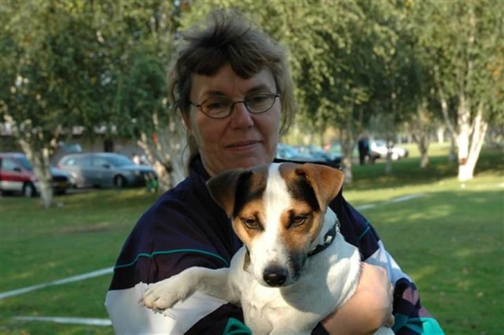 Jack russell terrier Illum's Eskild billede 19